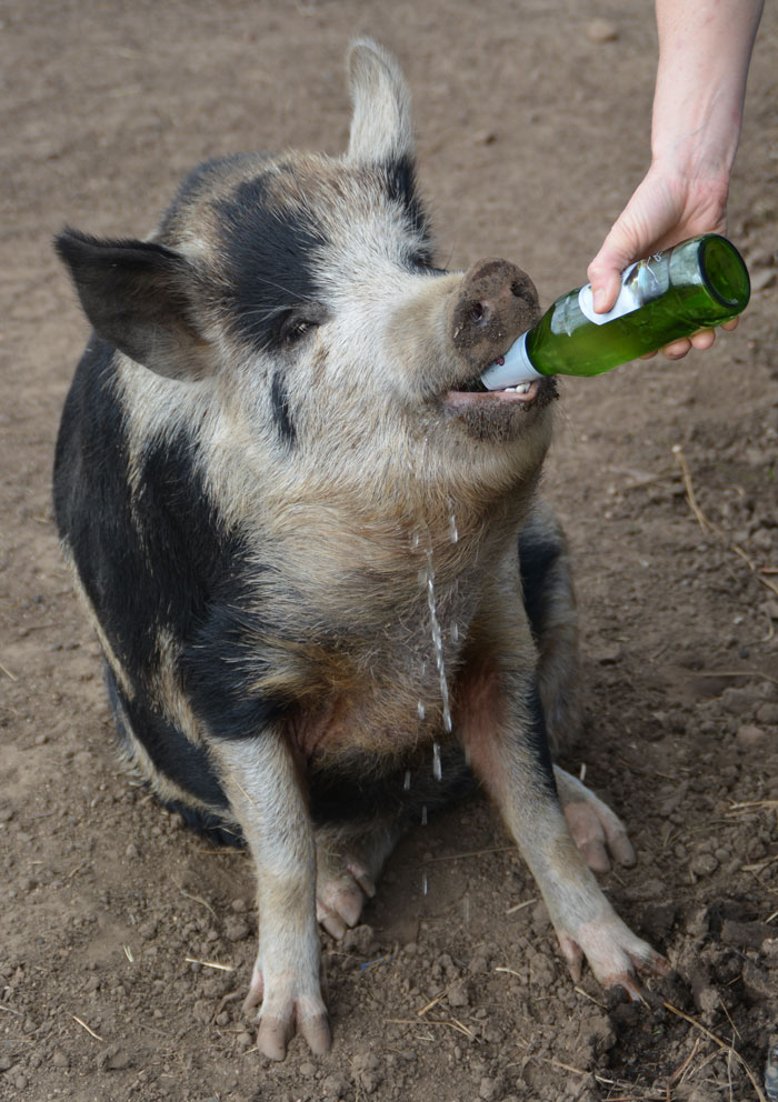 Beer-Pig-1.jpg